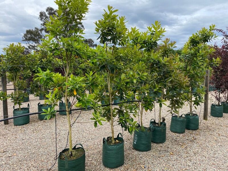 Australian Water Gum - Tristaniopsis Laurina Luscious