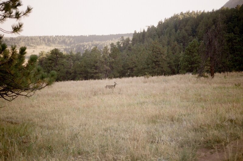 haley-and-max-intimate-elopement-on-flagstaff-mountain-in-boulder-colorado-on-35mm-film-22