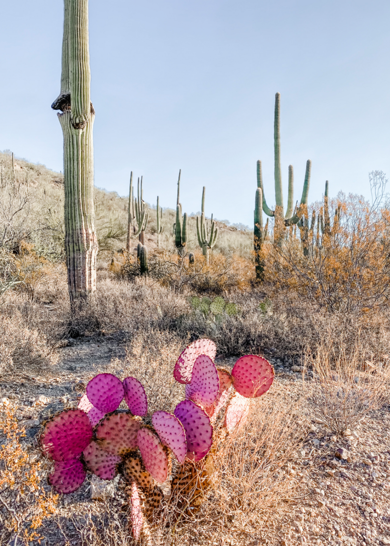 Desert Landscape with blush cacti