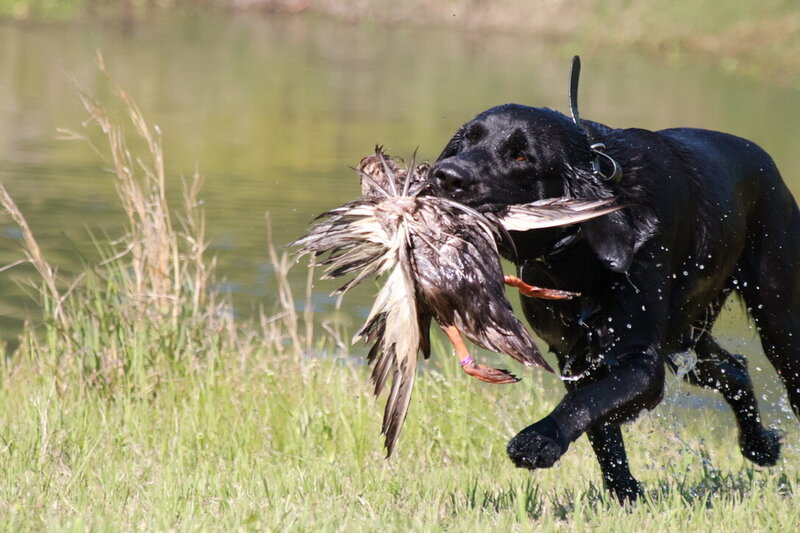 black lab holding a duck