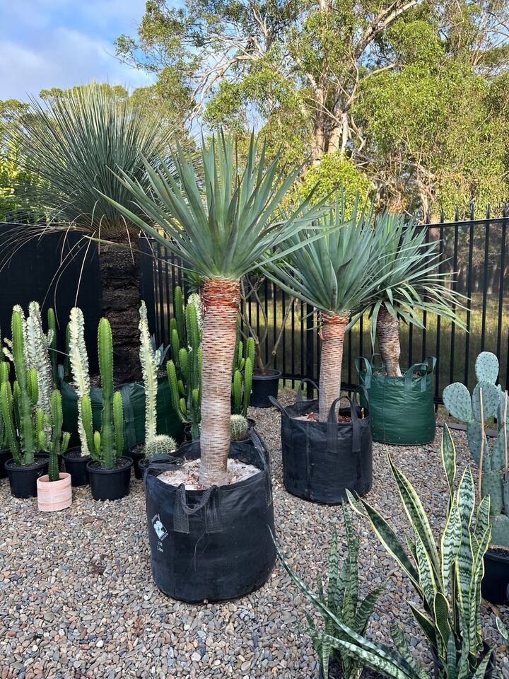 Mature Dracaena Draco Dragon Trees for Sale in Sydney