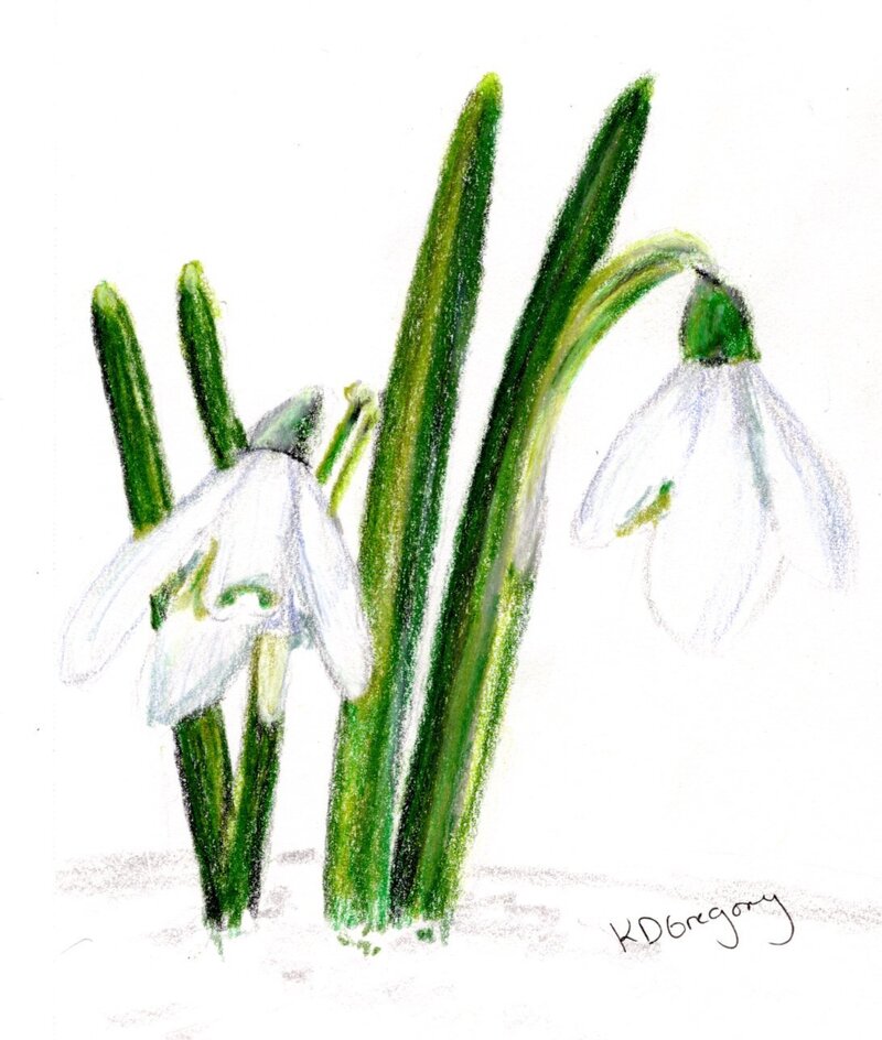 kd gregory fine art - snowdrops in the snow