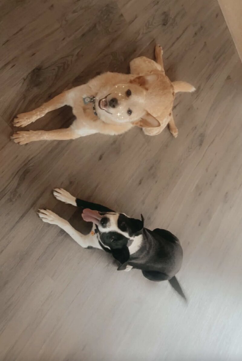 happy dogs with dog sitting and boarding business in fort worth texas
