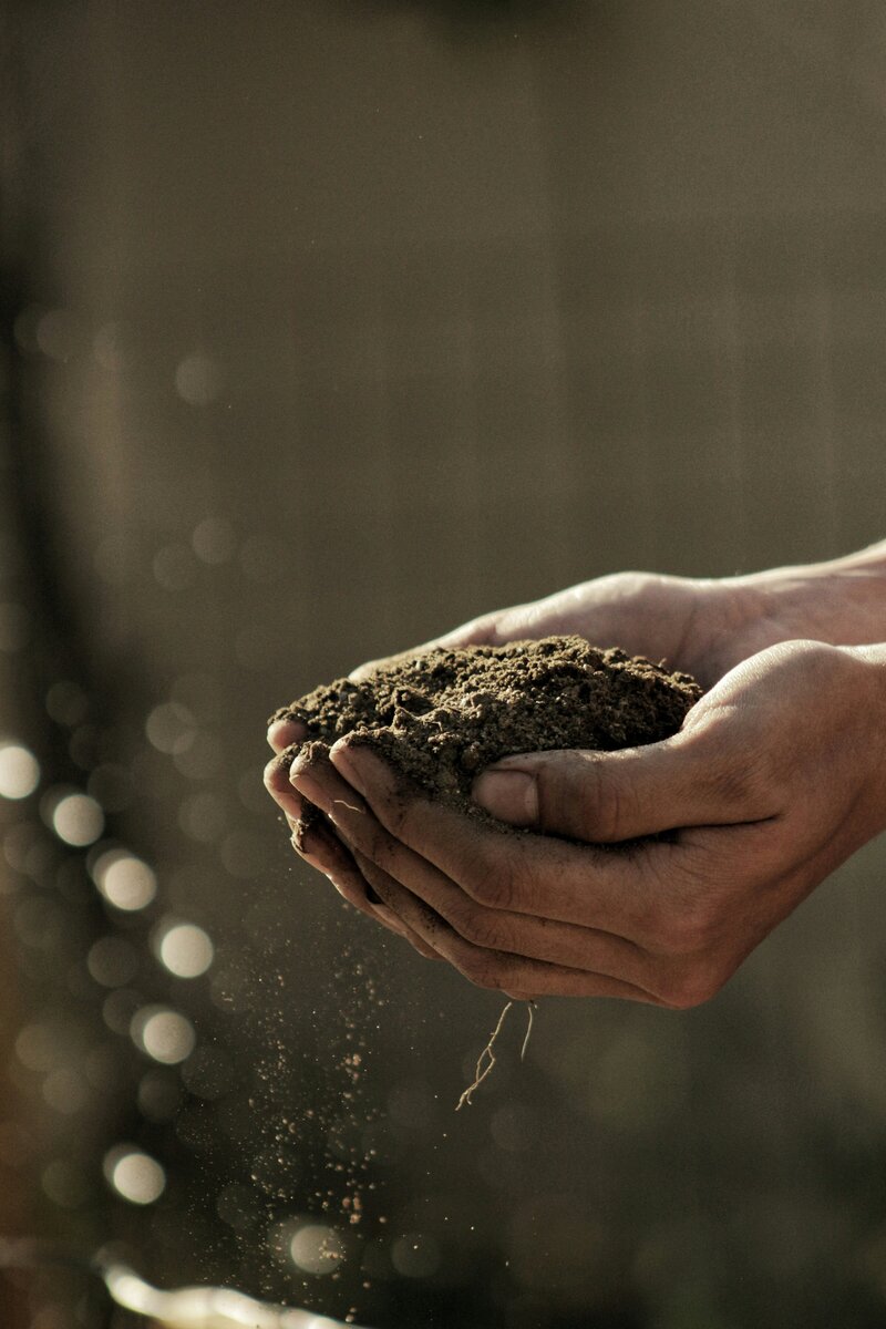 Two hands holding a pile of dirt