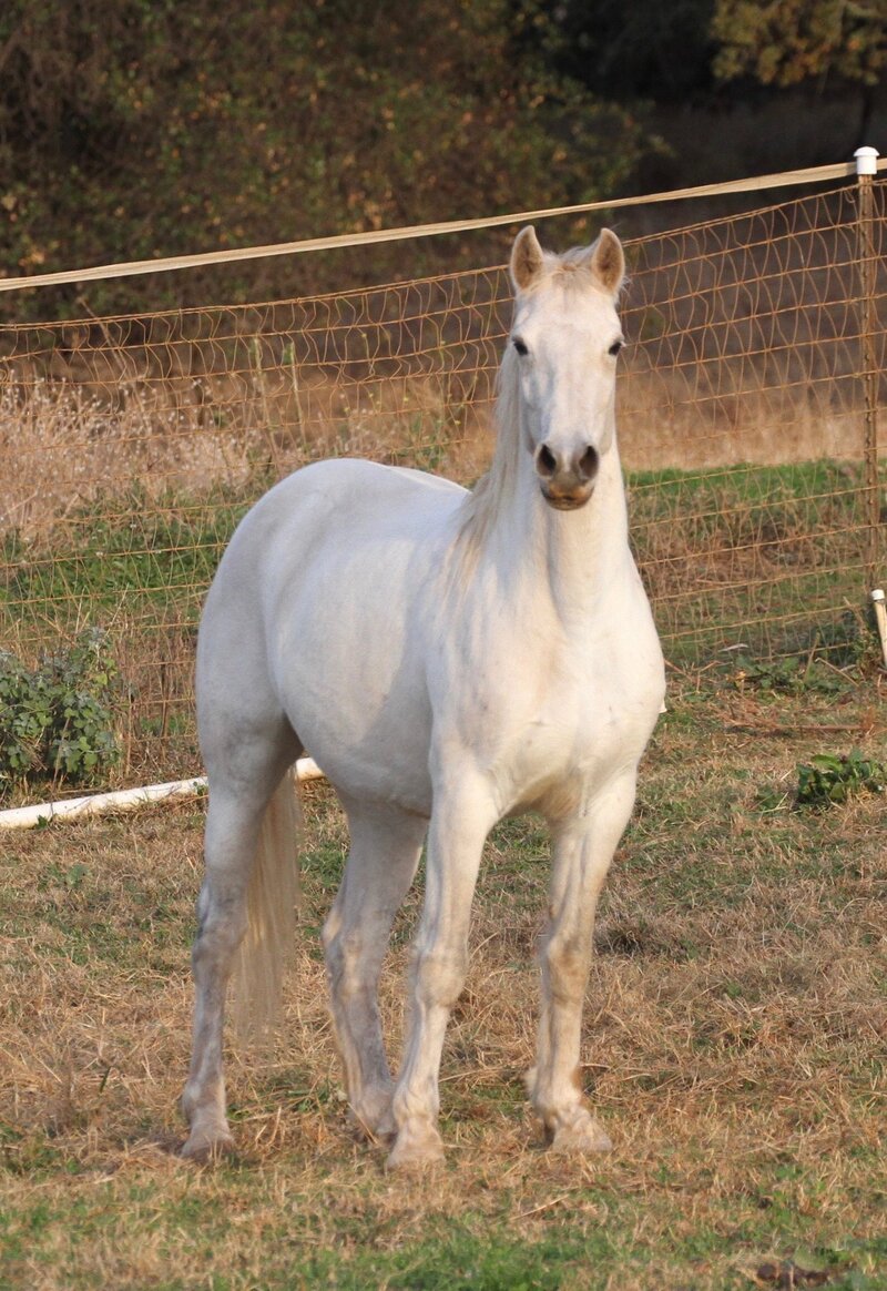 Superb Purebred Connemara Mare