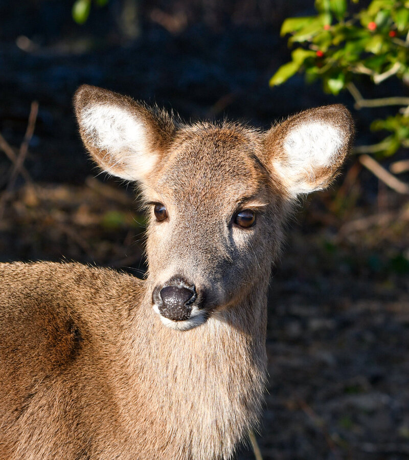 DSC_3551-2