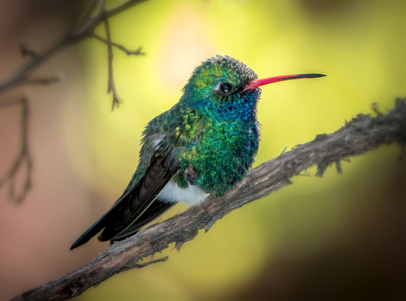 Jay Pierstorff Broadbill 