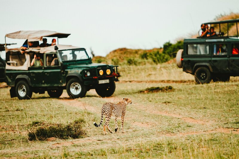 African safari adventure with expert travel planner