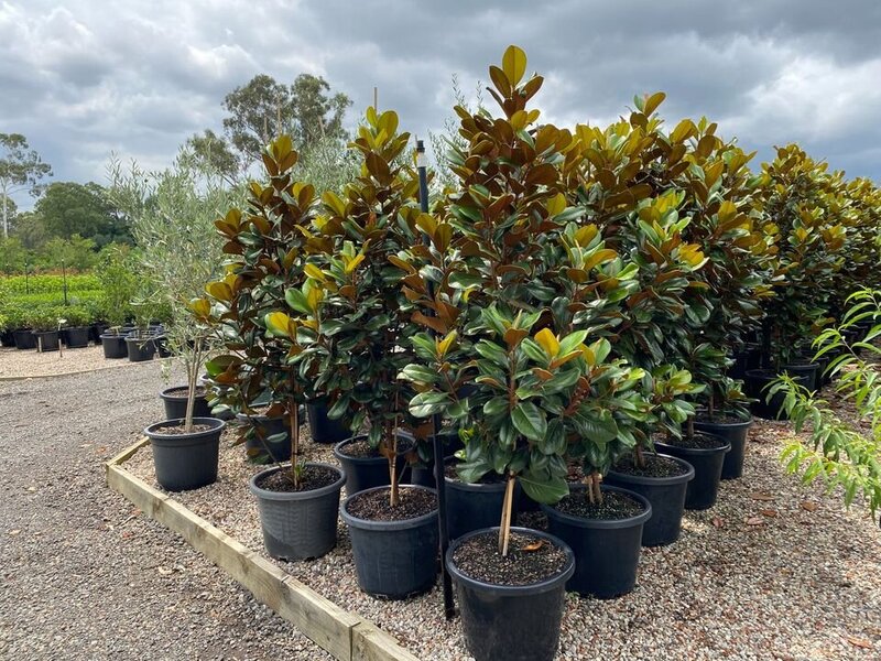 mature Teddy Bear Magnolia Trees for Sale in Sydney