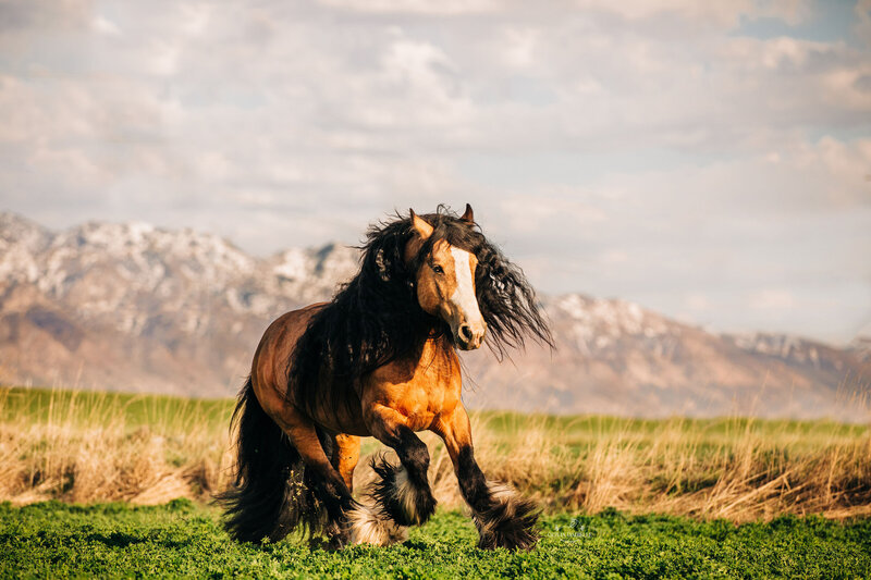 horse cantering through field by mountains