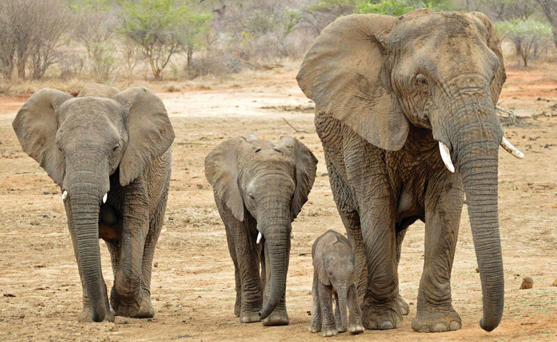 A group of four elephants, including two large and two small ones, walk together on a dry, sandy landscape with sparse vegetation in the background.