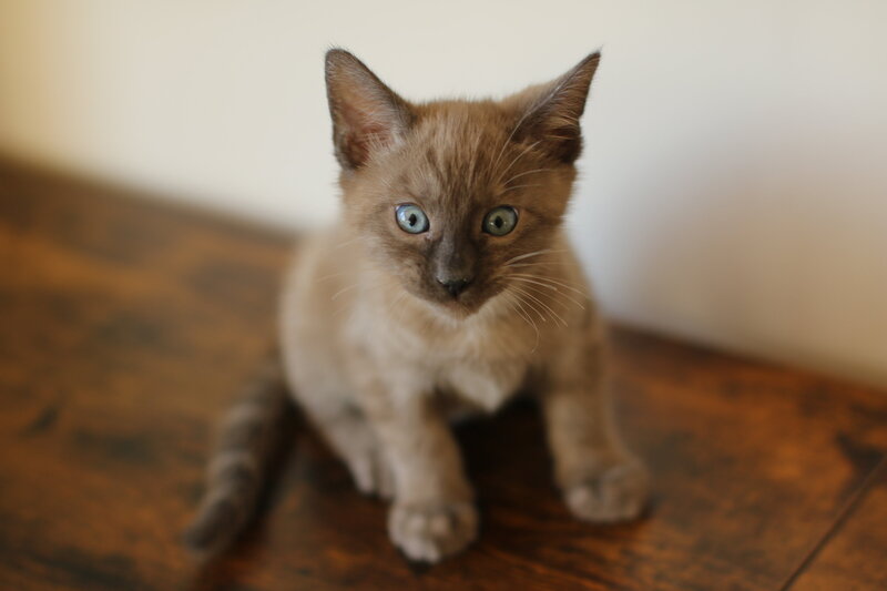 Amara x Taima_Snow Solid Boy_4