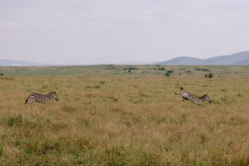 safariedited-390