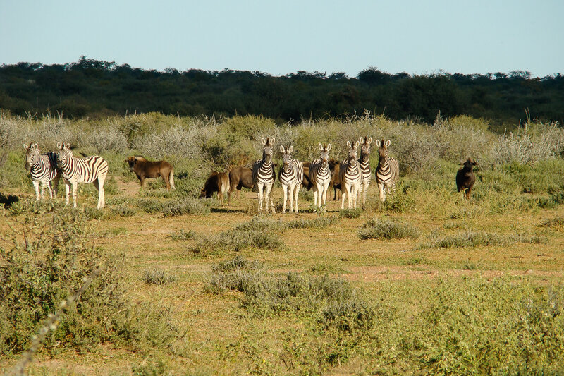 Kalahari Hunts Accommodation-16