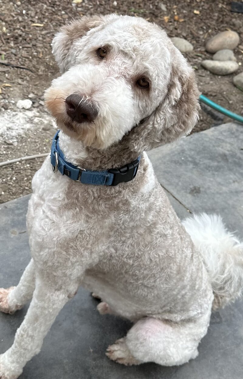 Cream goldendoodle with a woman in a car.