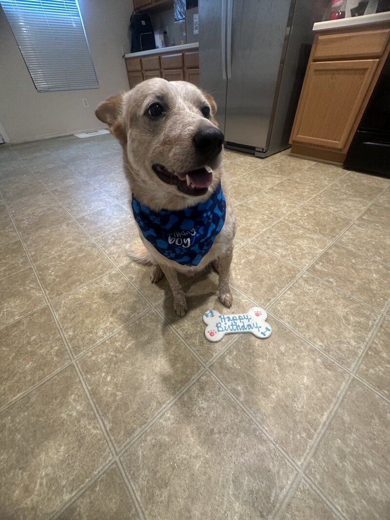 happy dogs with dog sitting and boarding business in fort worth texas