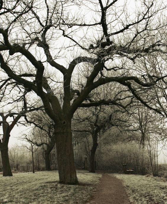 nature-oak-winter-rebel-heart-journey-450w