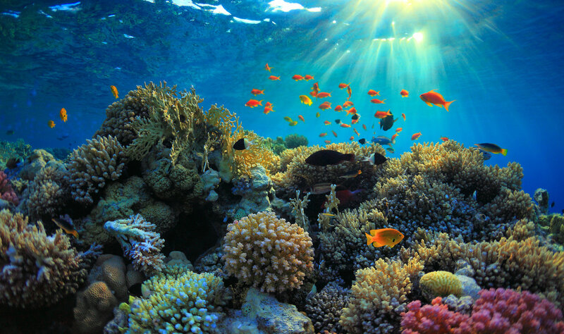 coral reef with fish underwater