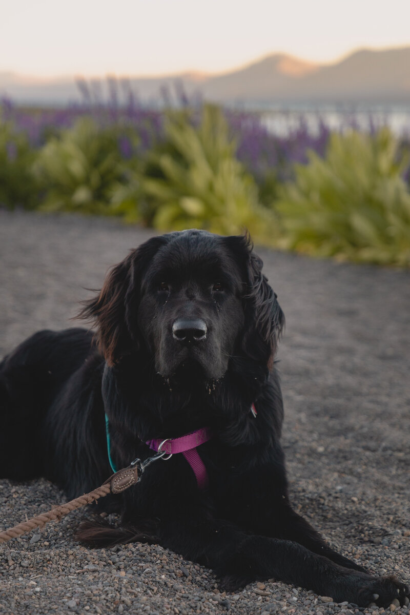 Kumo Bear at Lake Forest Beach