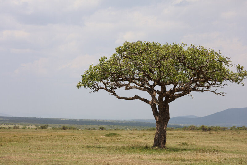 safariedited-180