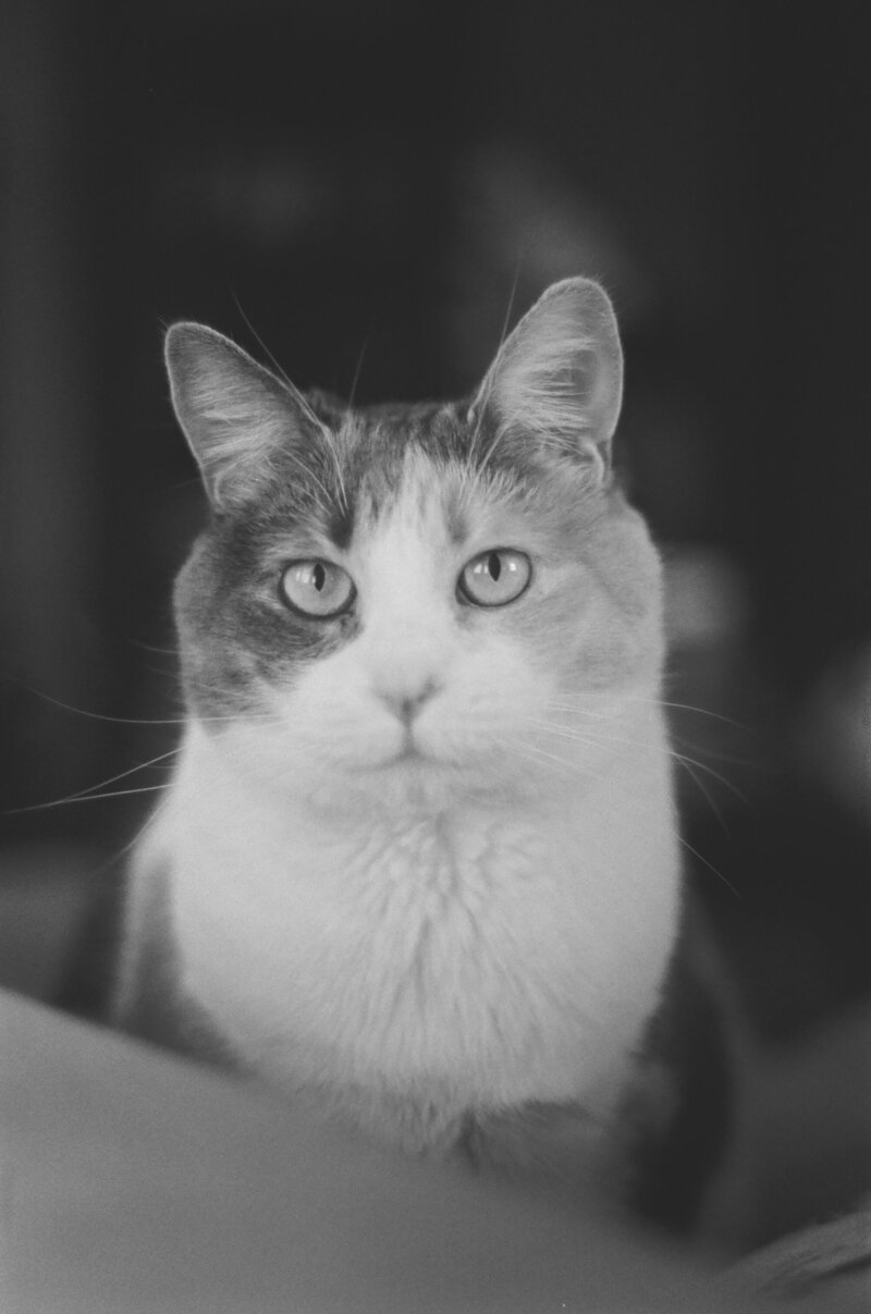 Black and white film photo of a calico cat