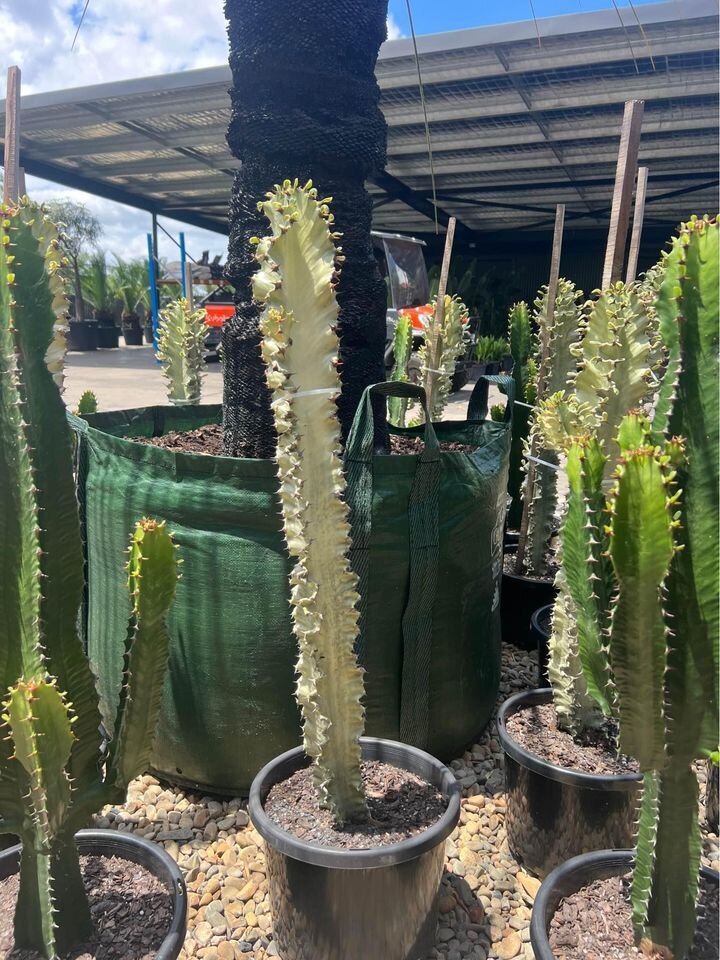 Euphorbia Ammak | African Candelabra