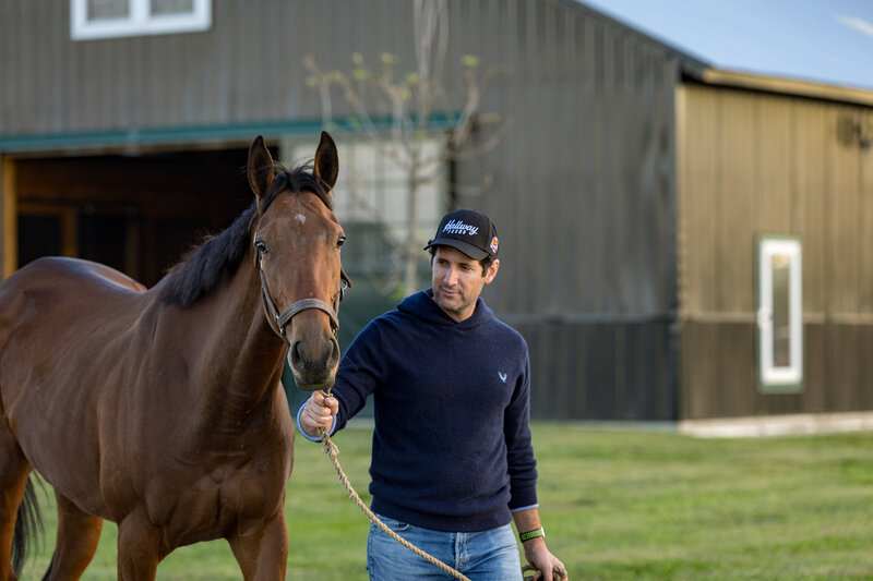 A young Thoroughbred being led out to pasture.