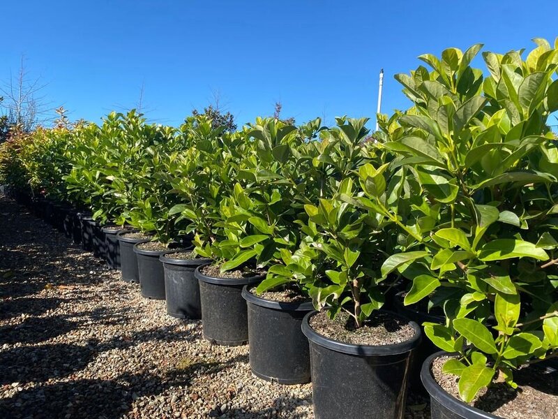 Sweet Viburnum | Viburnum Odoratissimum | Sydney Plants