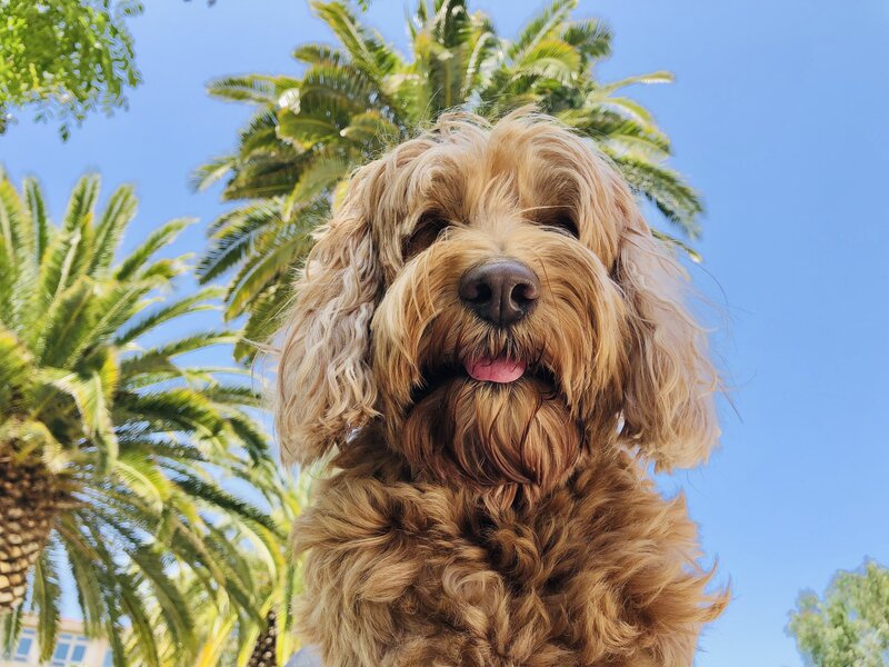 labradoodle and palm trees