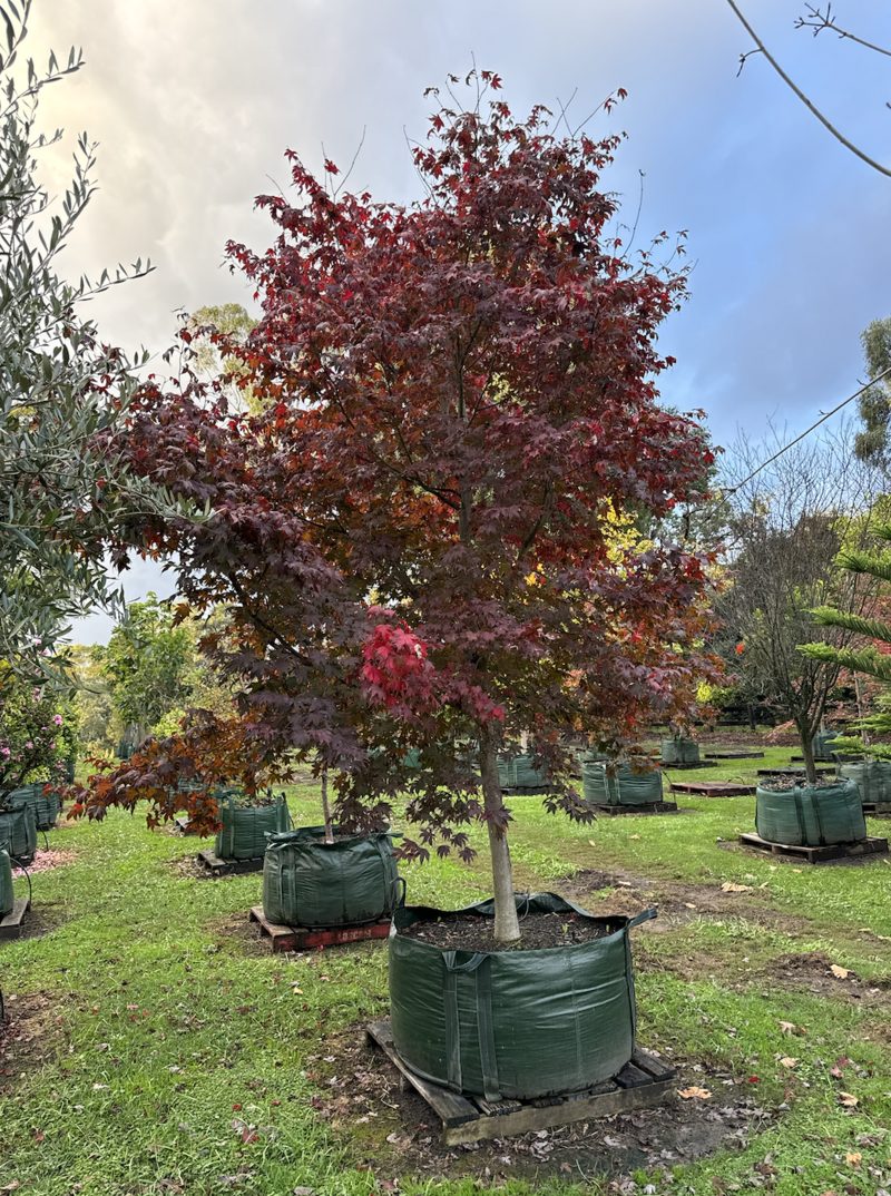 Acer palmatum 'Bloodgood' - Japanese Bloodgood Maple - Mature Trees Sydney