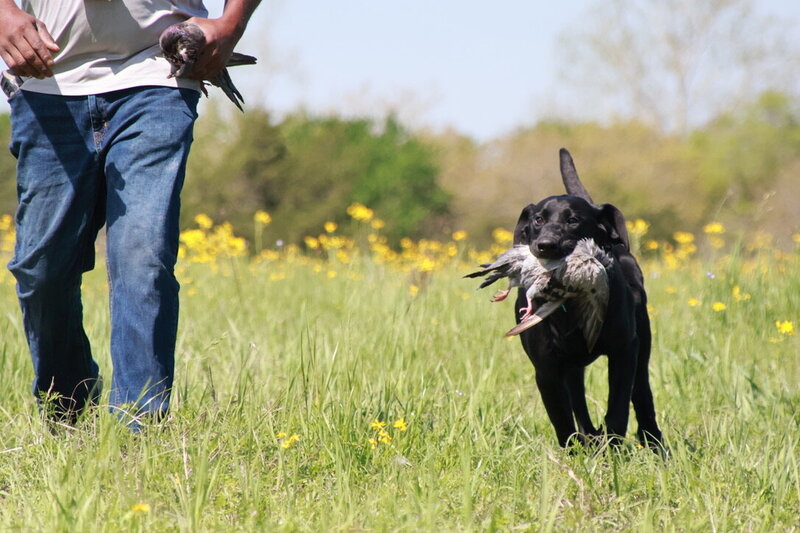 black lab with duck in mouth gun dog training walking next to pro trainer