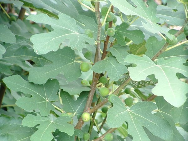 Brown-Turkey-Fig-Leaves