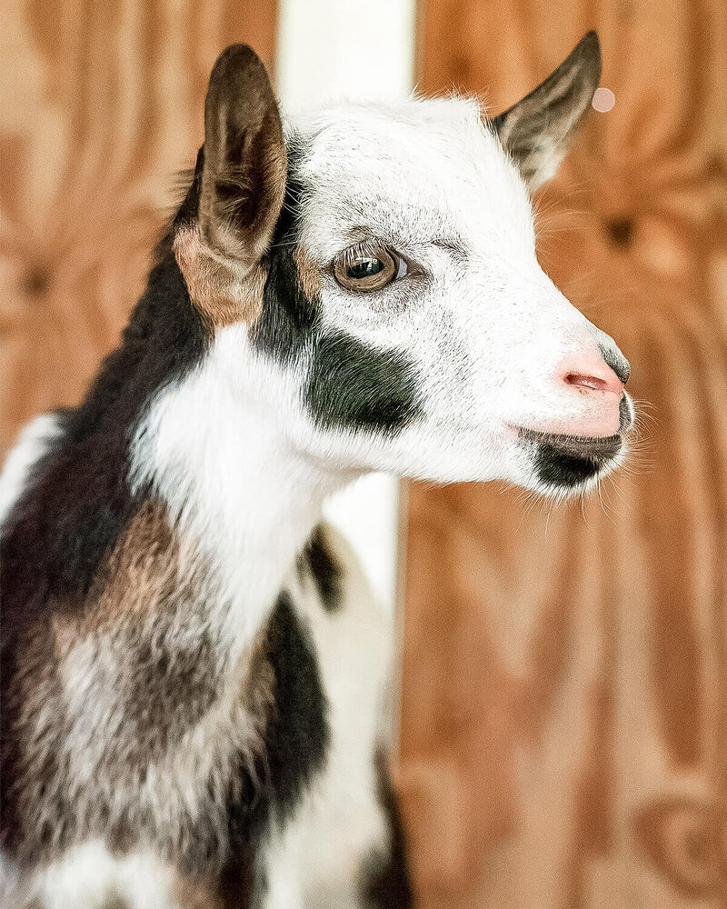 everglades florida pet photography of a goat