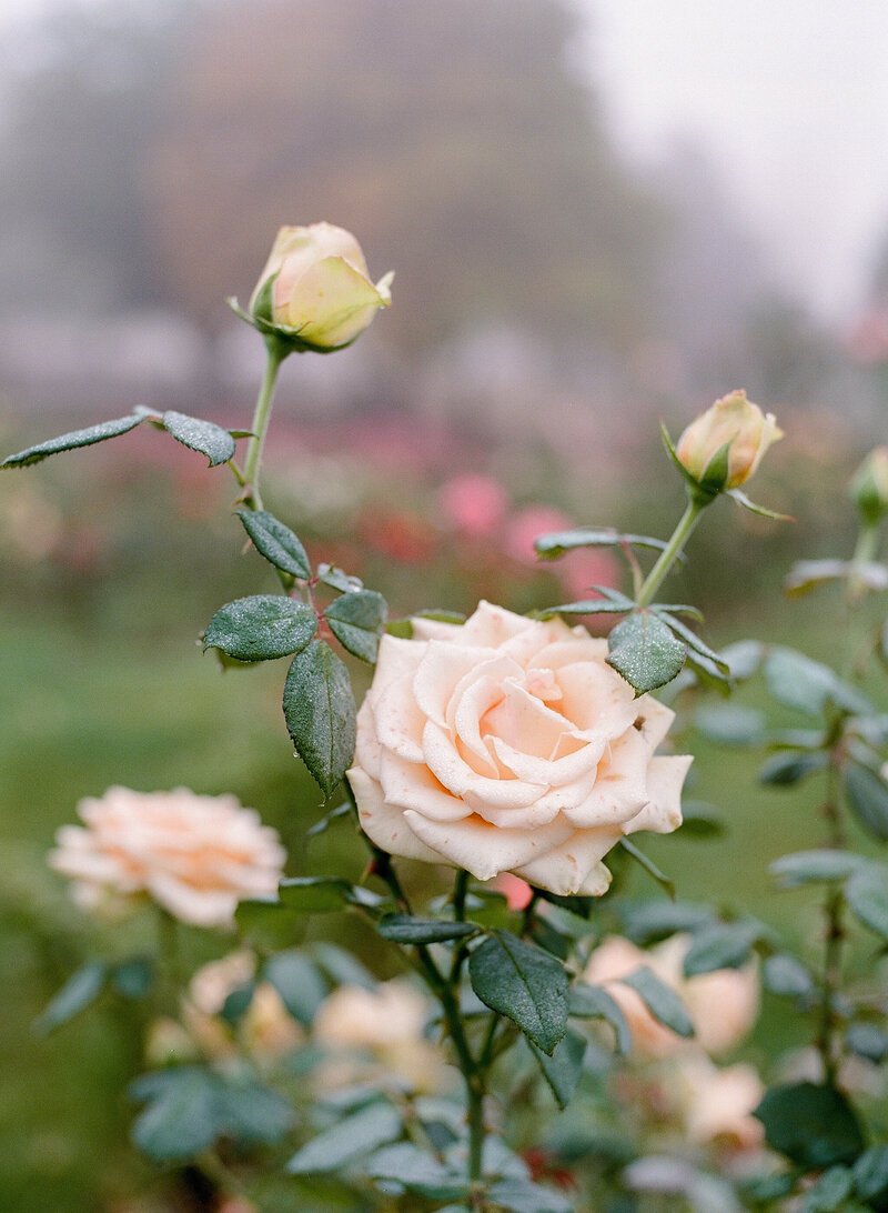 Point Defiance Rose Garden Editorial - Kerry Jeanne Photography (12 of 252)