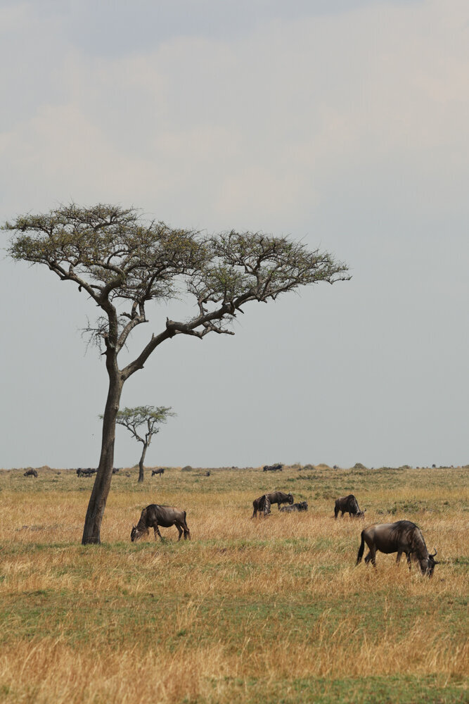 safariedited-426