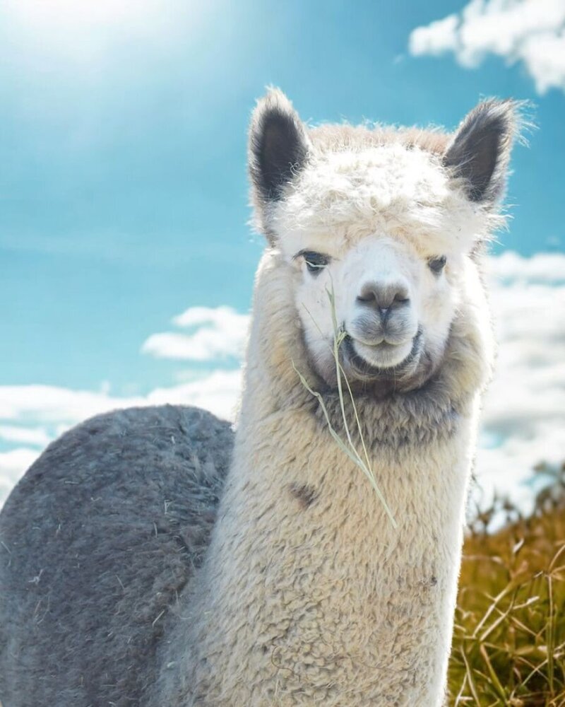 scully alpaca