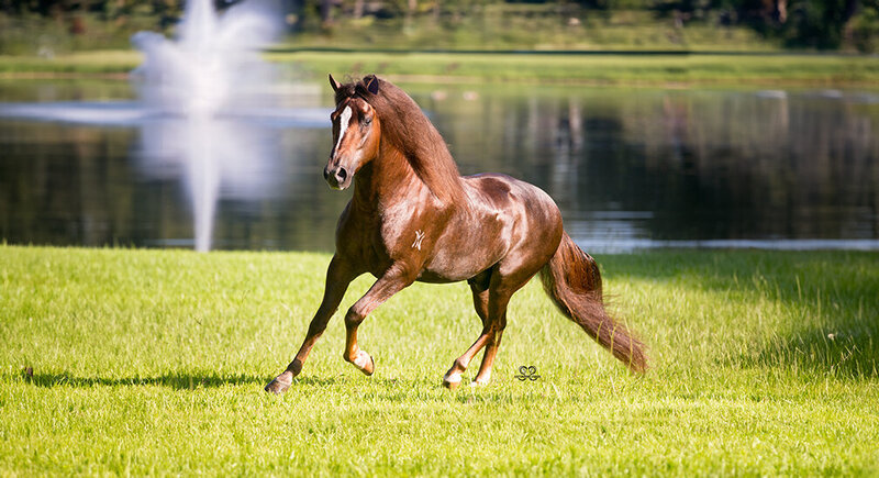 0StunningSteedsPhoto-LR-0242-tu
