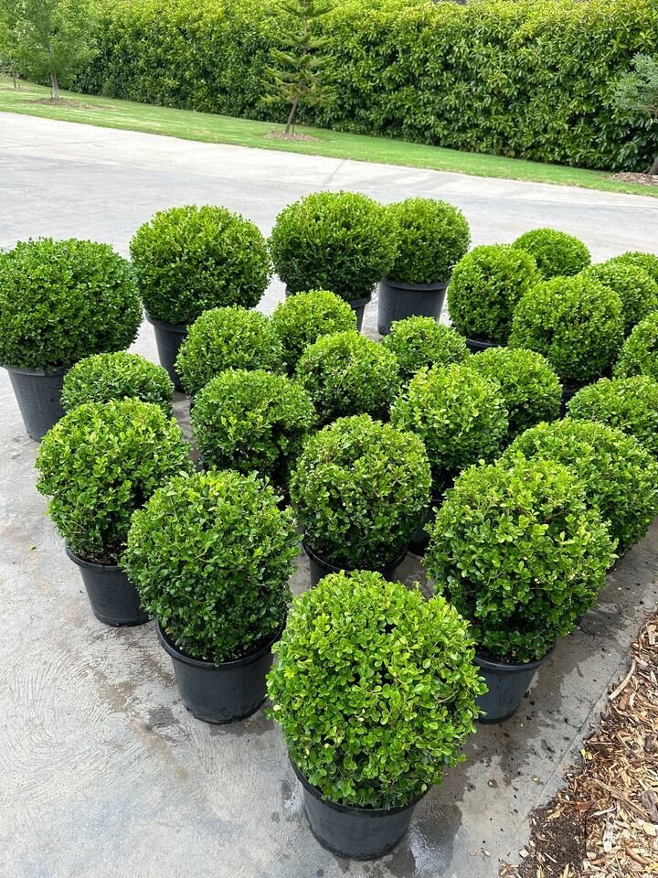 BUXUS MICROPHYLLA JAPONICA - Japanese Topiary Buxus Balls