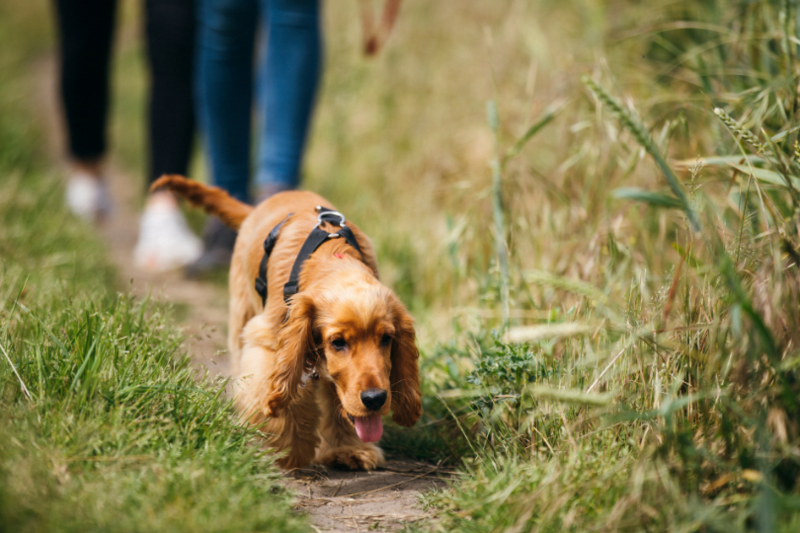 dog walker newton flotman