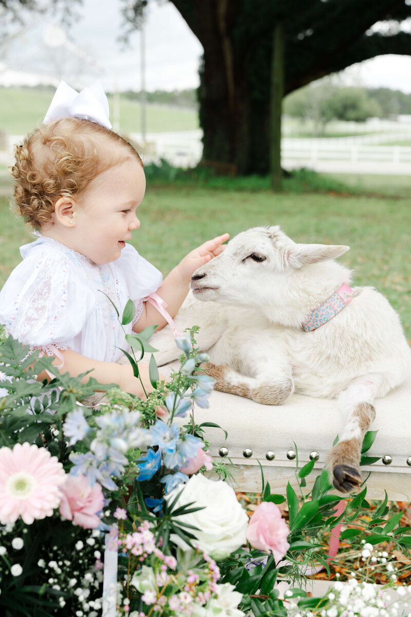 Baby petting a baby lamb on a bench for lamb mini sessions in dothan alabama