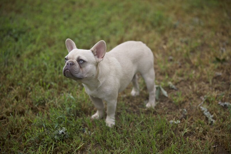 Lilac Fawn French Bulldog Stud in Tyler, Texas