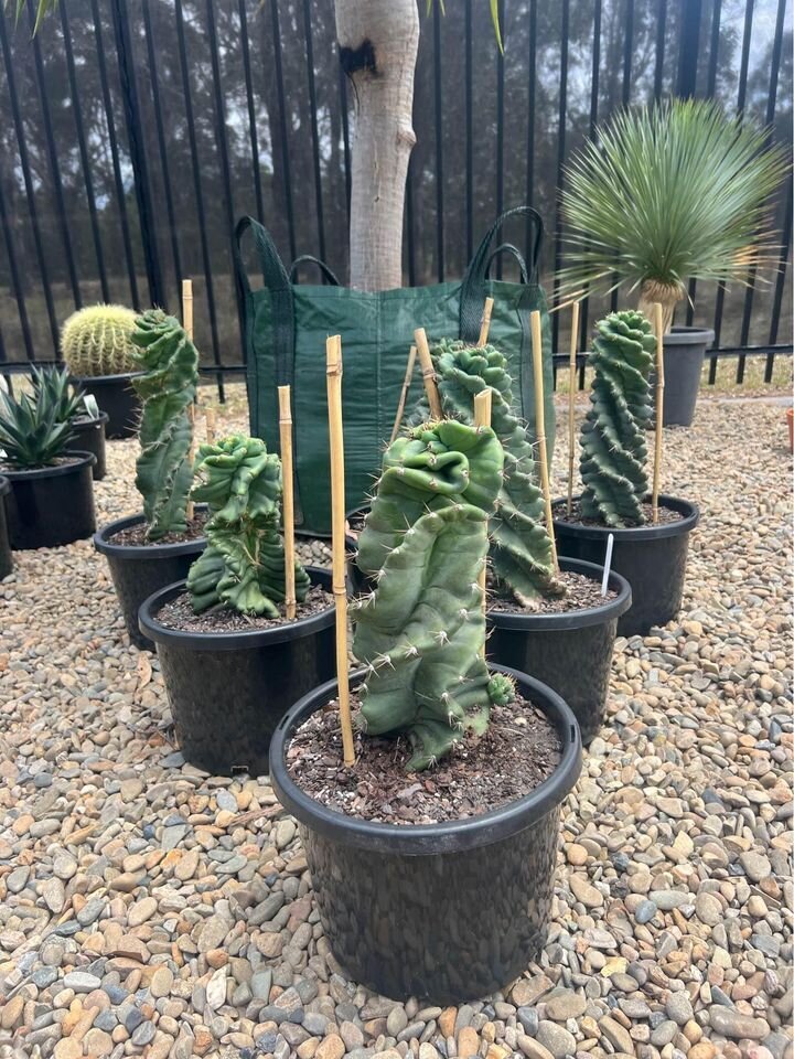 CEREUS FORBESII SPIRALIS - Spiralis Cactus