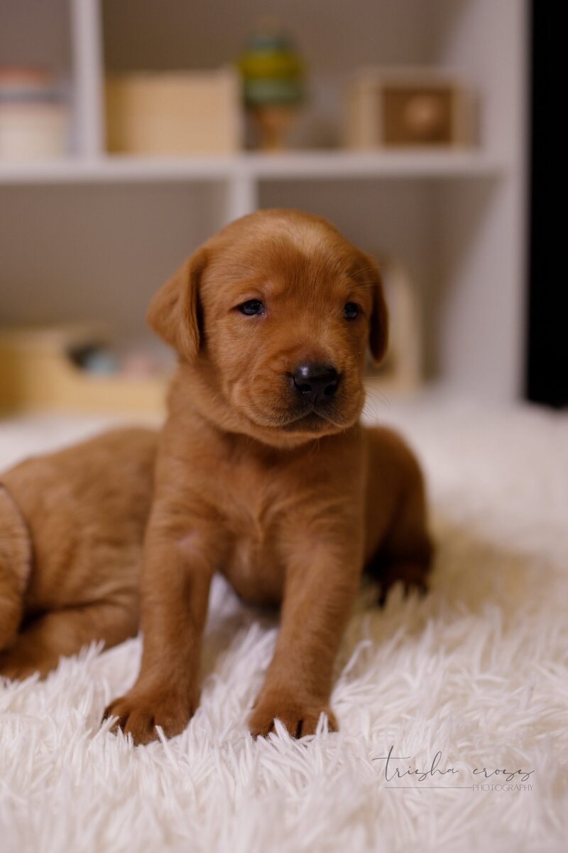 Picture of Labrador Puppy