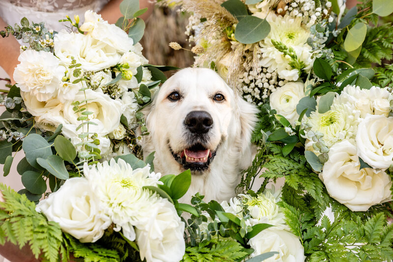 Bridesmaids bouquets surrounds the face of a lesbian couple's white dog with him smiling at camera with his tongue out. 
