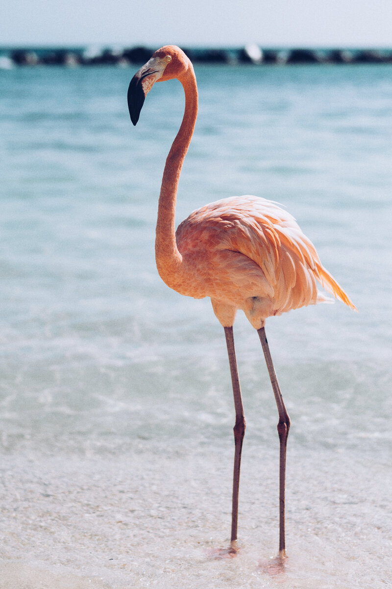 Pink flamingo