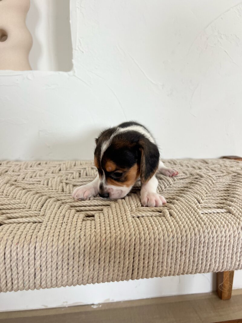 Pocket Beagle Puppies For Sale