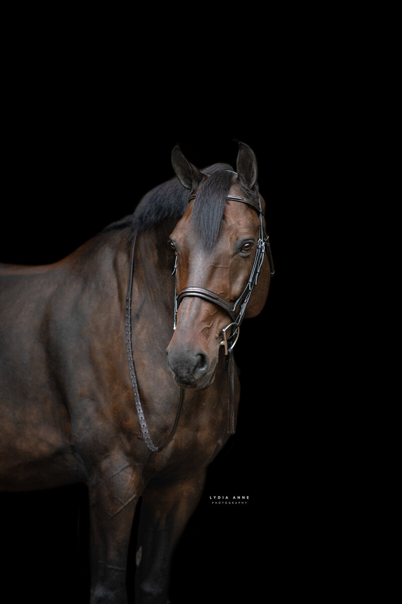 Create unforgettable memories with a custom equestrian portrait session in Rochester, NY. From intimate close-ups capturing the connection between rider and horse to wide-angle shots of you riding through lush landscapes, our professional equestrian photographers specialize in delivering breathtaking portraits. Whether you're an experienced rider or just beginning your equestrian journey, these portraits will showcase your unique relationship with your horse. Perfect for equestrian enthusiasts, our portraits highlight your passion for riding while offering stunning images that can be cherished for years to come.