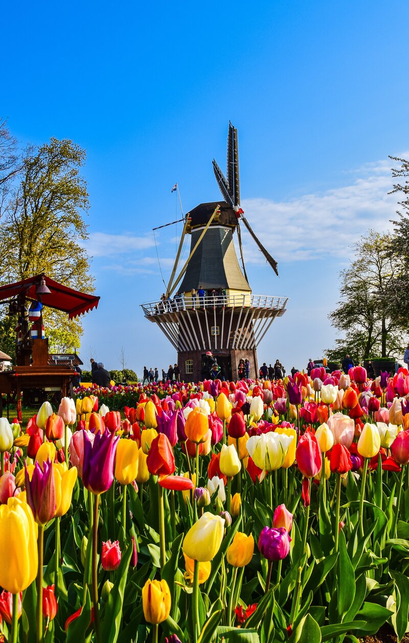 Colorful tulips in a field with a windmill in the back ground at Keukenhof Botanical Gardens in the Netherlands.