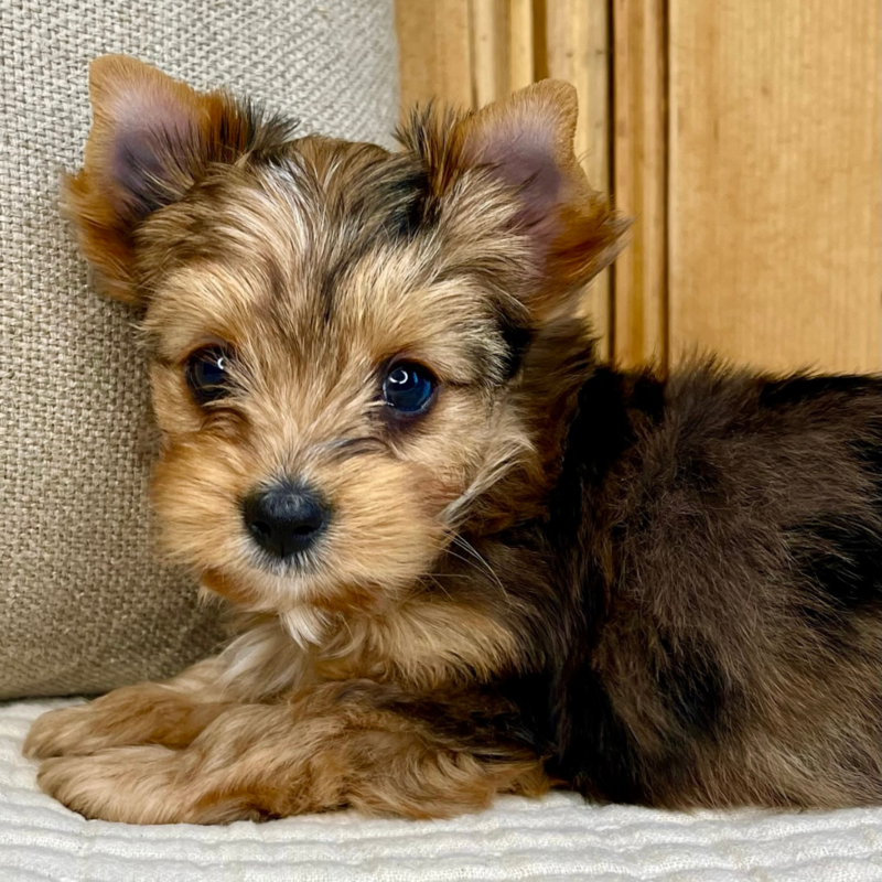 A multi-colored Yorkie puppy sitting down on a blanket staring at you