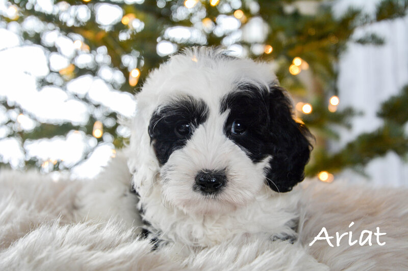 Available Mini and micro Sheepadoodle Puppies
